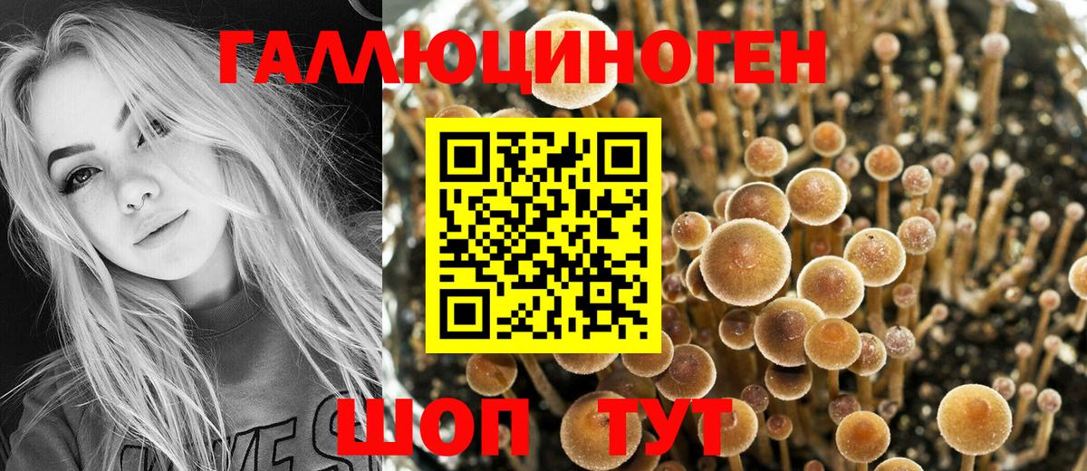 Курчатов  Псилоцибиновые грибы MAGIC MUSHROOMS  Вход с VPN 
